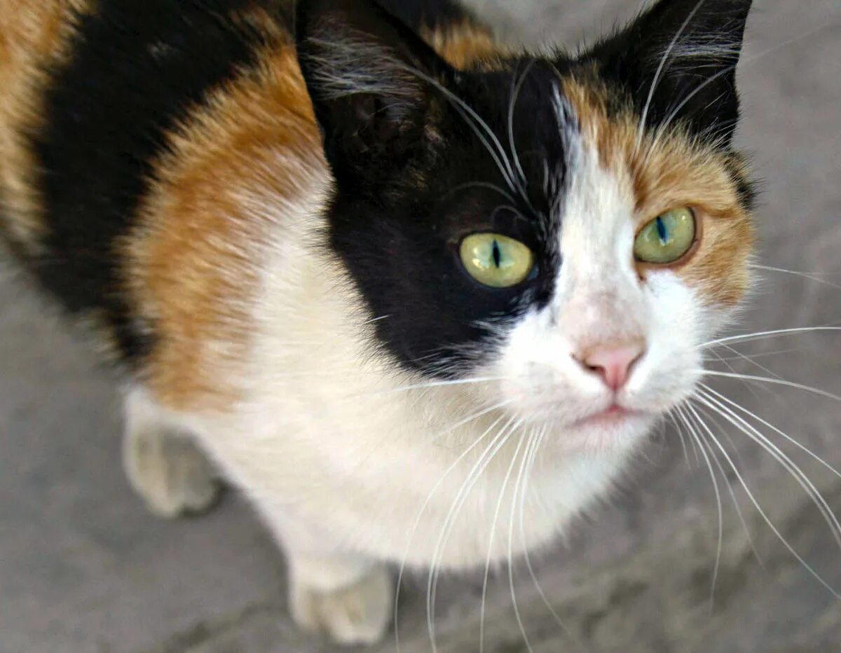 Трехшерстная кошка порода. Трехцветный кот. Анатолийская кошка трехцветная. Окрас Калико у кошек. Трехцветная кошечка