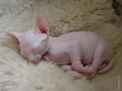 Маленькие котята сфинкс