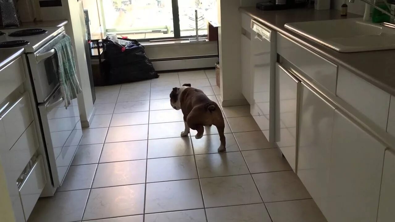 Send dog