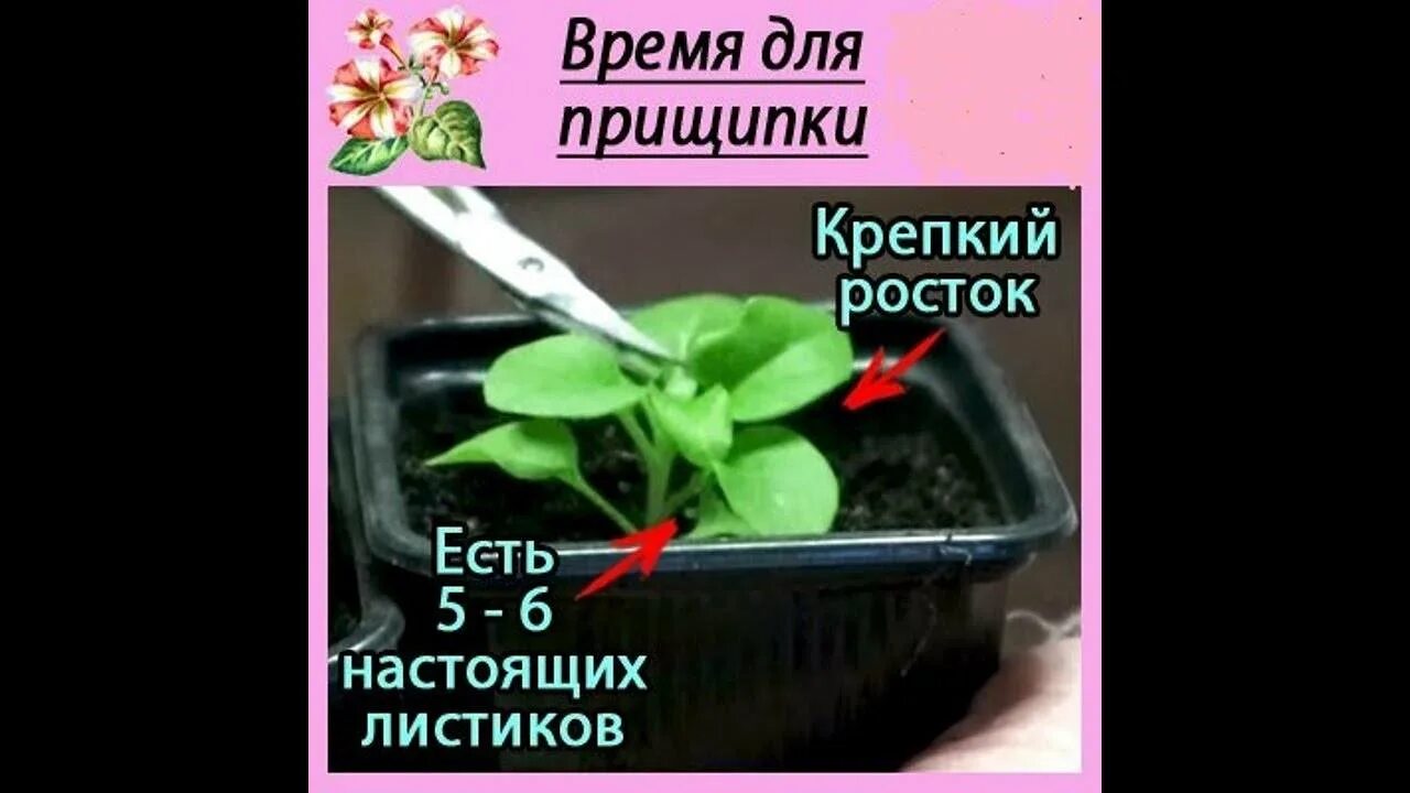 Как прищипнуть петунию видео