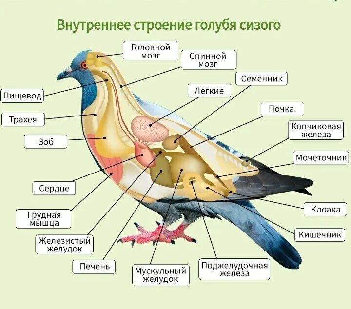 В лейкоците сизого голубя содержится. В лейкоците сизого голубя содержится