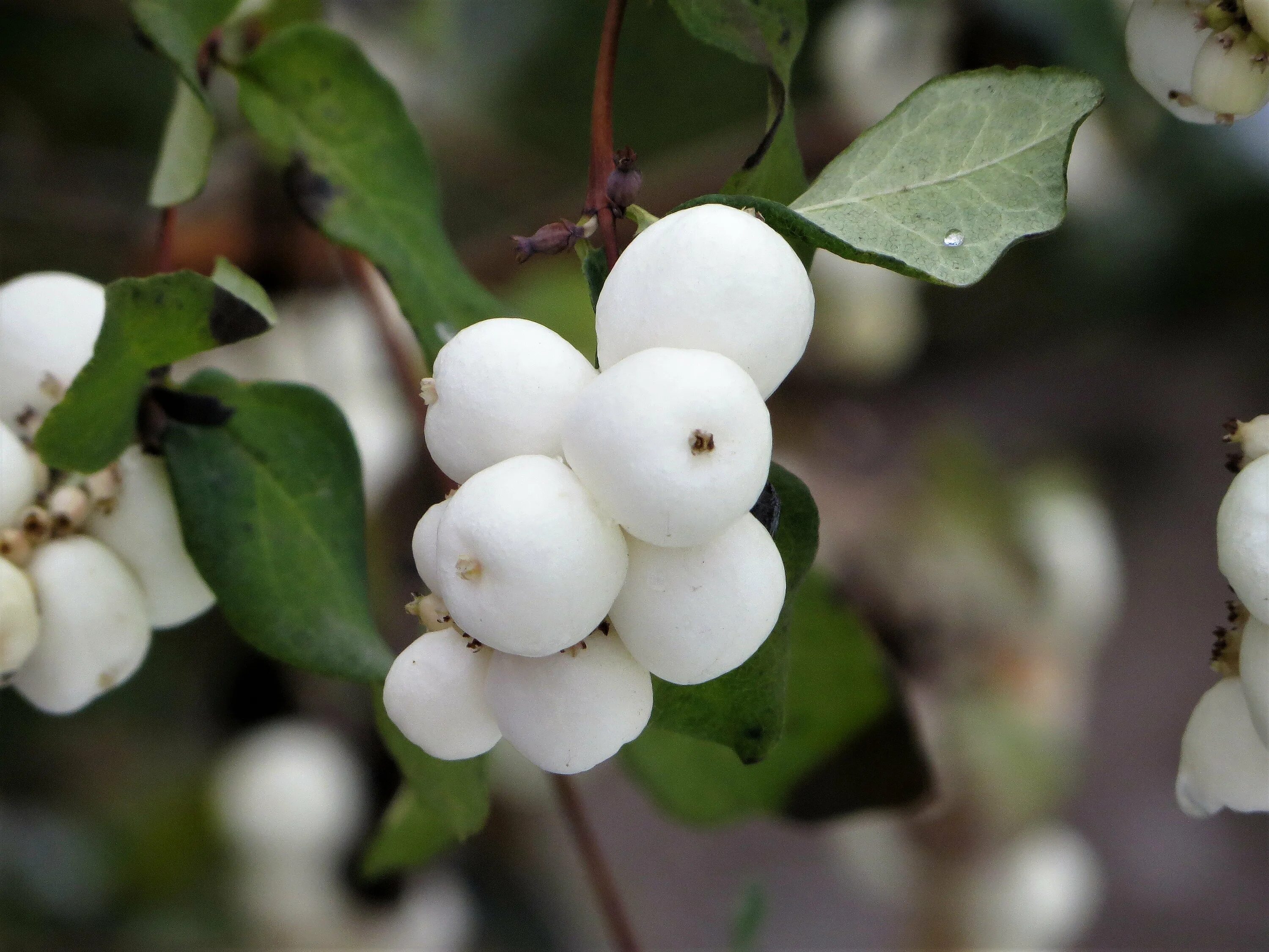 Снежноягодник белый (Symphoricarpos Albus) куст. Симфорикарпус снежноягодник. Снежноягодник Шено. Снежноягодник белый Symphoricarpos Albus.