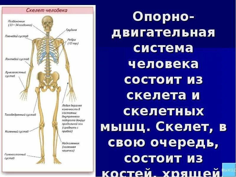 Кости скелета человека 3 класс окружающий мир. Система органов опоры и движения 4 класс. Опорно-двигательная система человека. Опорно двигательная система скелет.