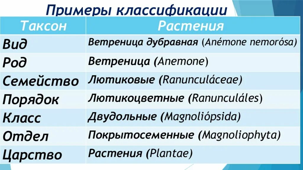 Систематика. Таксономических единиц в классификации. Названия таксонов. Классификация растений таксоны. Понятия систематики