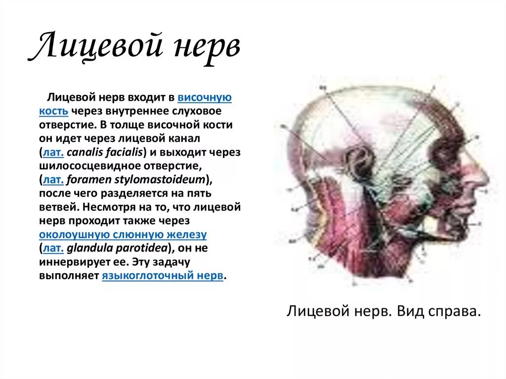 Верхнее слюноотделительное ядро функции. Лицевой нерв функции. 7 пара лицевой нерв иннервирует. Шилососцевидное отверстие височной кости лицевой нерв. Лицевой нерв функции.