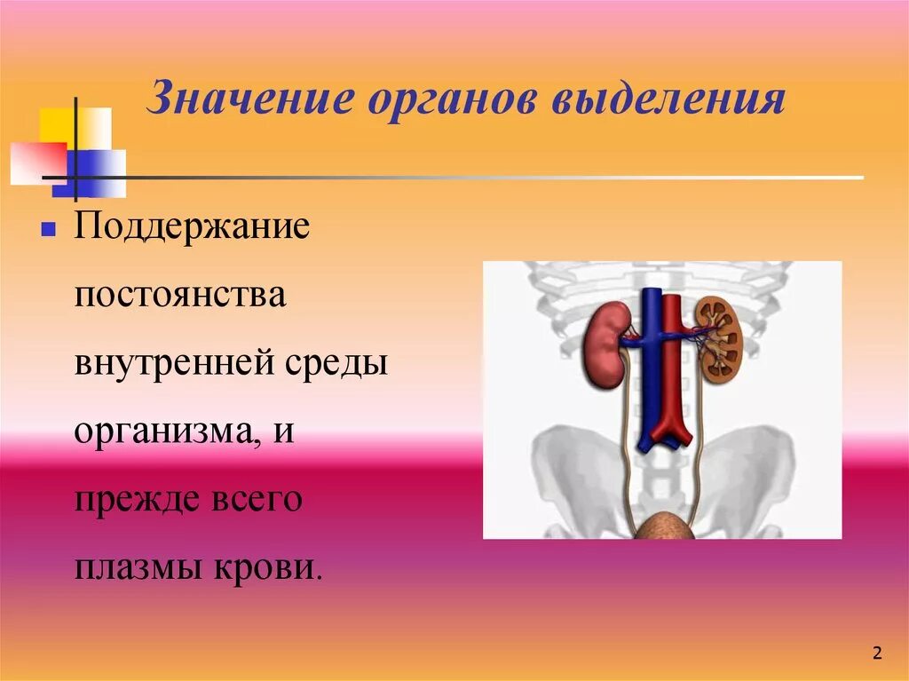 Процессы выделения человека