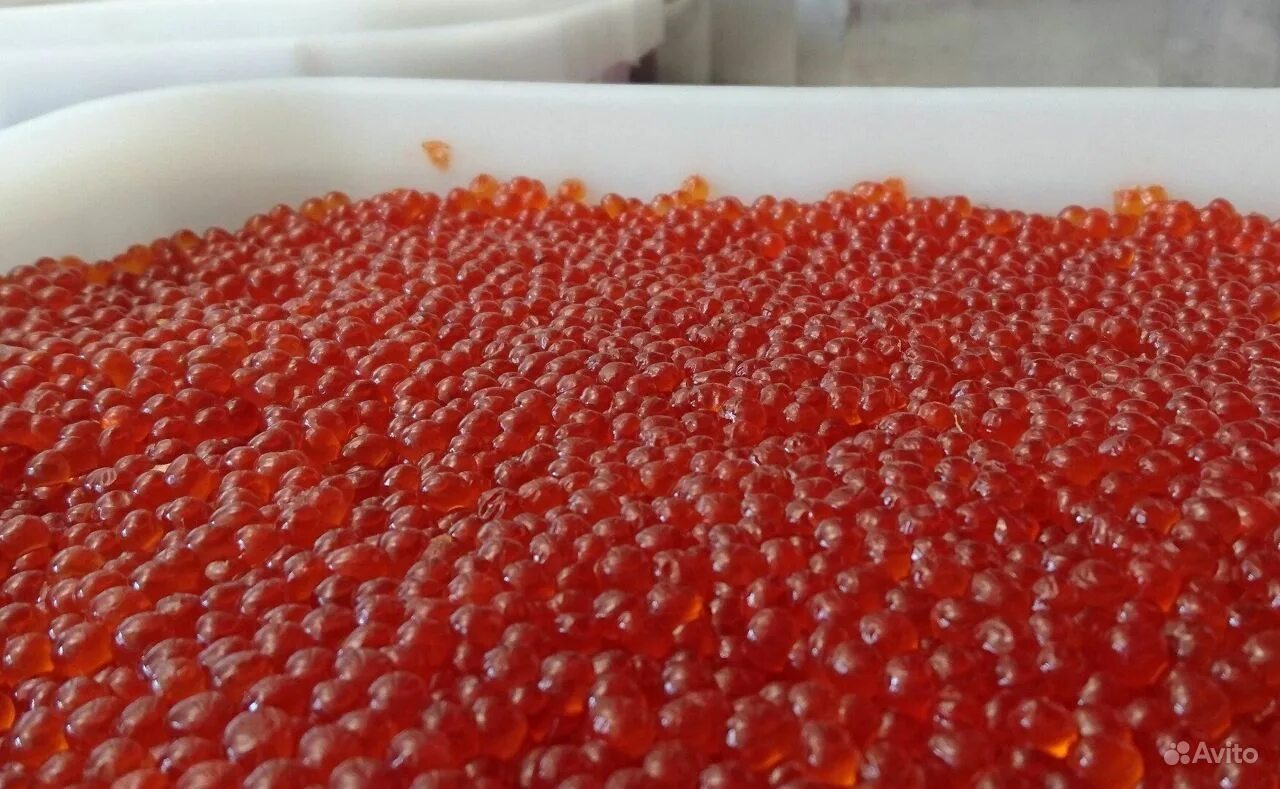 икра горбуши. икра кижуча. как отправить икру в другой город. испорченная икра. икра кеты видео.