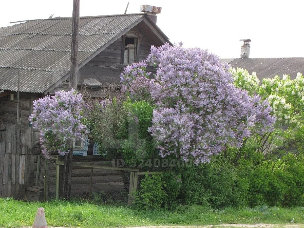 Сирень Живая изгородь. Деревня Немятово сирень. Сирень в деревне. Сирень у забора. Сирень домой