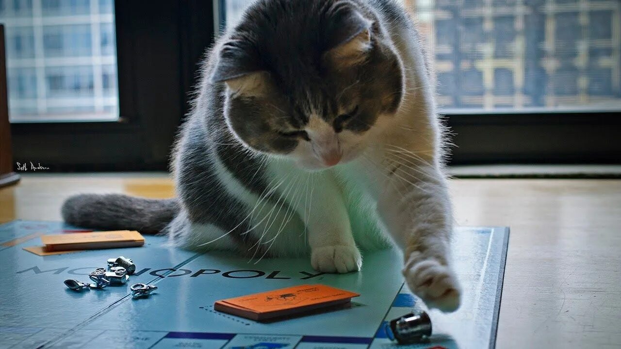 Play cat games