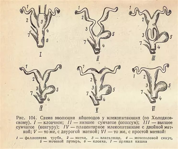 Типы плацент млекопитающих. Типы маток у животных. типы маток у млекопитающих. типы маток у разных видов животных. матка у разных видов животных.
