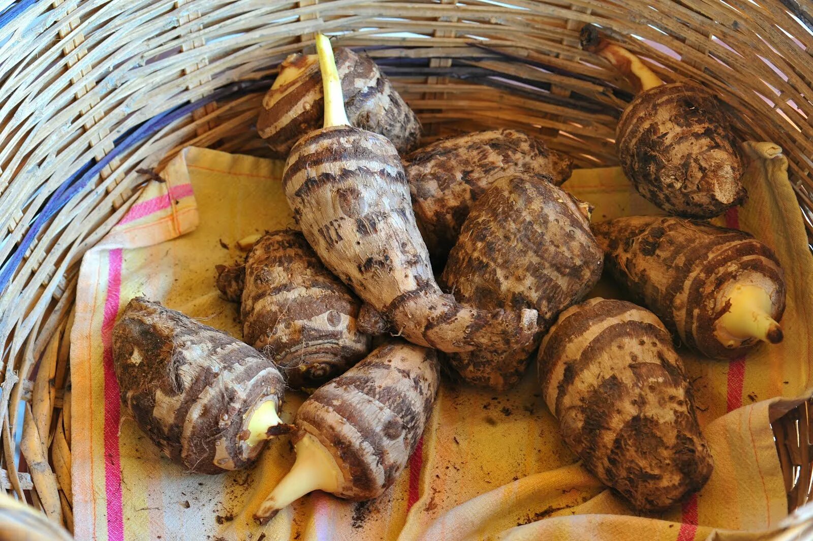 съедобные клубни тропиков 6. съедобные клубни тропиков 6. съедобные клубни тропиков 6. картофель сладкий батат. кассава маниока.