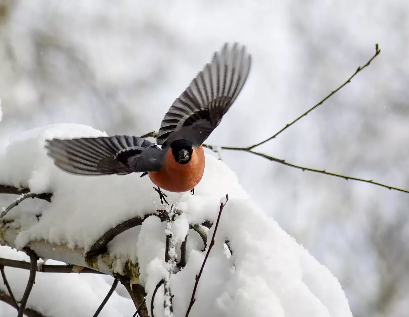 Птицы летающие зимой. Зимние птицы. Снегири. Зимние птицы в полете. Снегирь в полете.