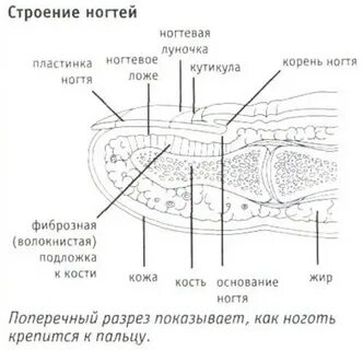 Ногтевое ложе где