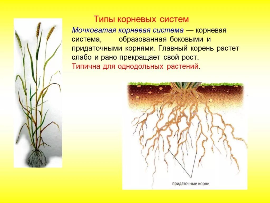 Составляло какой корень. Корневая мокроватая система растения. Корневые и мочковатые корни растений. Стержневая и мочковатая система корня. Растения с мочковатой корневой системой.