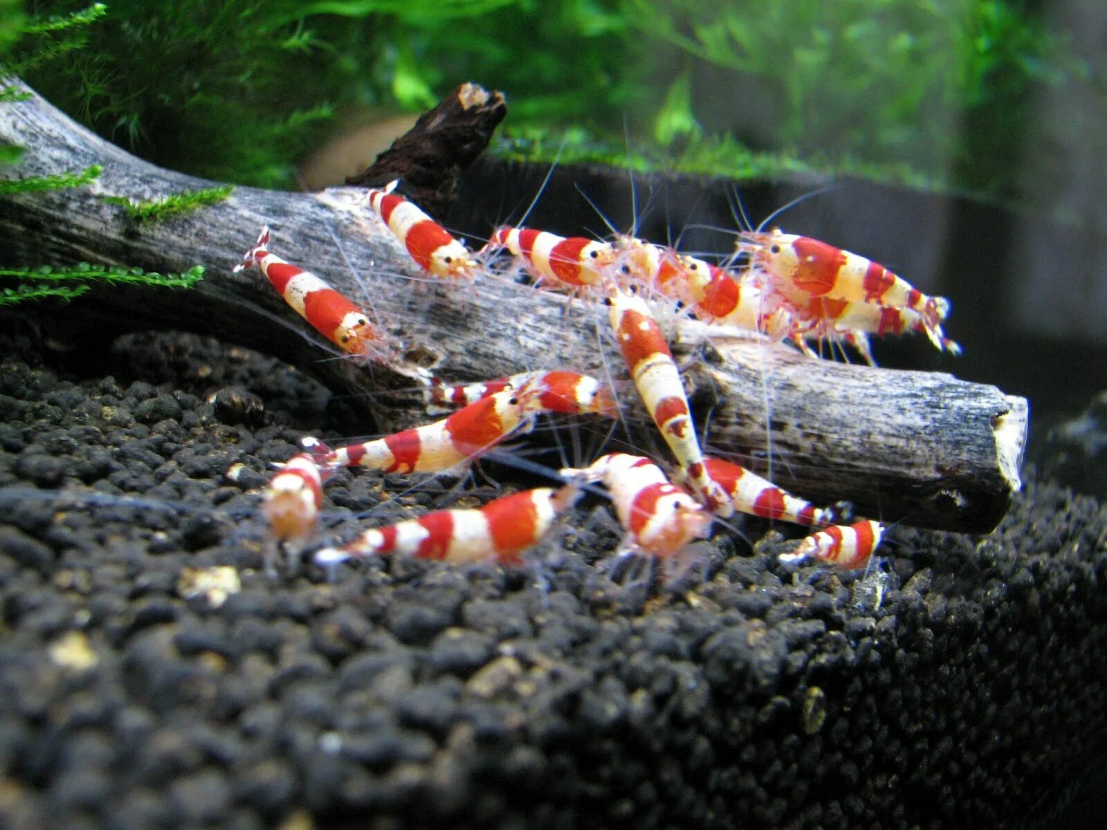 Neocaridina heteropoda. Креветка амано. Креветка - чистильщик вурдеманна (членистоногие), m /lysmata wurdemanni. Креветка для уличной кошки 9 букв сканворд. Аквариумные креветки черри.