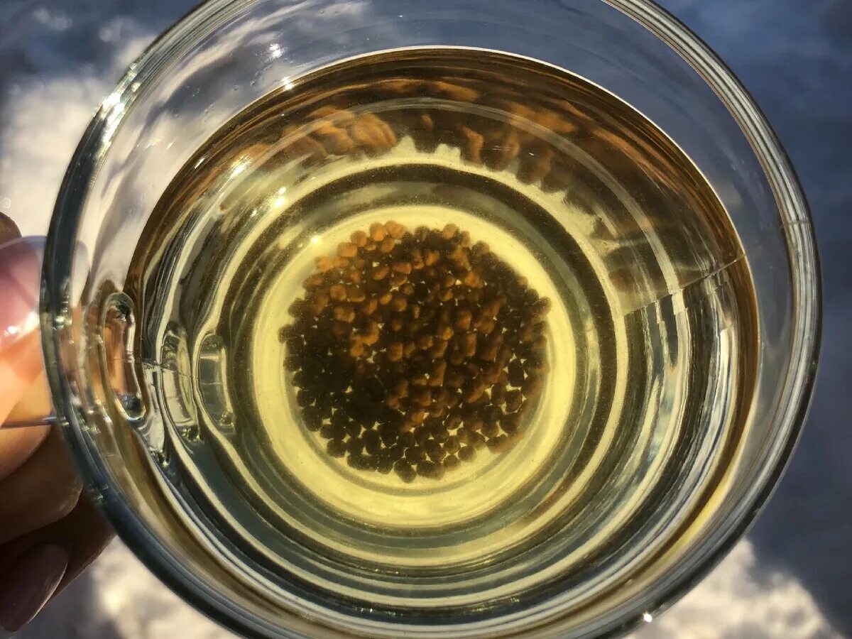 Гречишный чай. Напиток чайный гречишный. Грануляция гречишного чая. Гречишный чай кристаллизация.