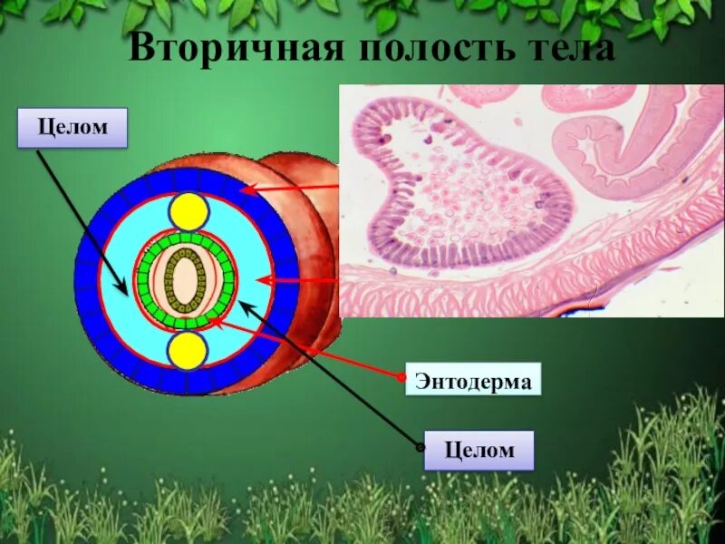 Эволюция полостей тела животных. Вторичнпя пооость иела. Фторичная поллость Тула. Вториснаяполость тела. Вторичная полость.