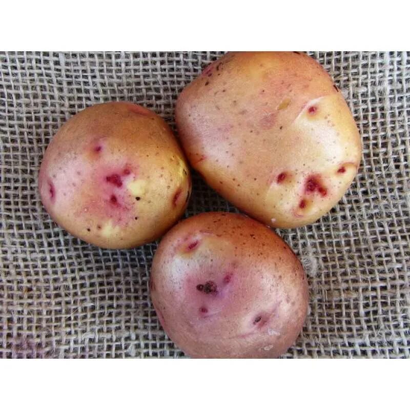 Сорт картошки свитанок. Сорт картофеля луговской. Сорта картофеля луговская. Сорт картофеля луговской. Картофель жуковский ранний.