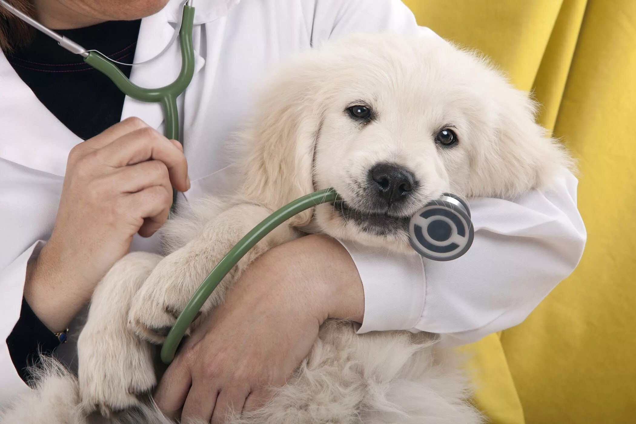 Ветеринария. Собака медик. Терапия животных. Собака Ветеринария.