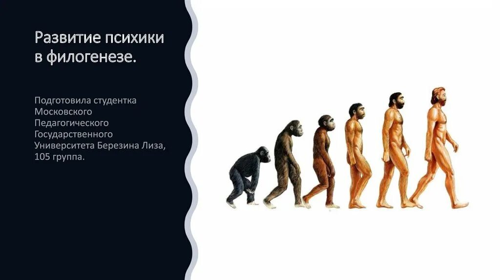 Филогенетическое развитие психики. Стадии филогенеза человека. Стадии развития психики человека в филогенезе. Филогенез Эволюция.