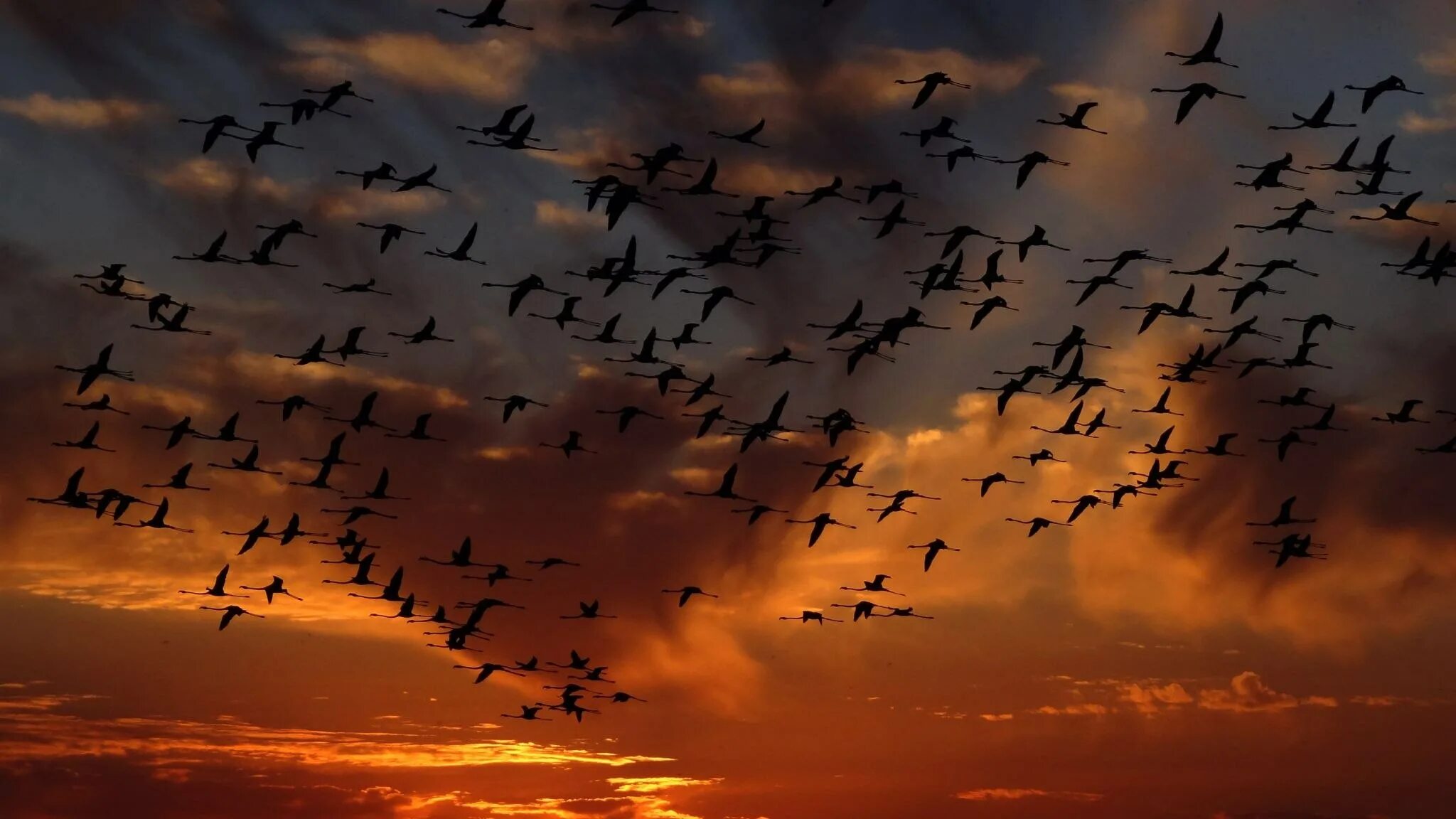 Пролетела стая птиц. Долина Джатинга. Стая птиц. Птицы улетают. Перелет птиц.