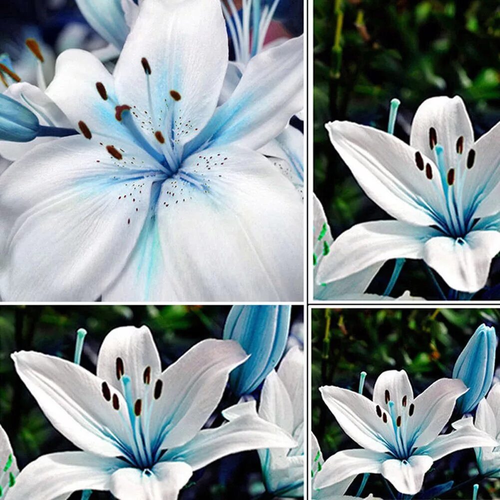 Сколько стоят цветы лилии. Лилия сорта Блю Крюмон. Лилии Старгейзер Блу. Лилия Старгейзер голубая. Лилия Блю Харт.
