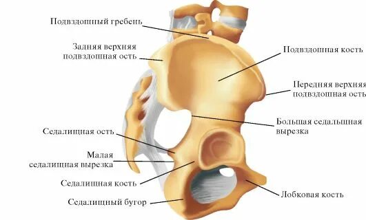 Задняя верхняя подвздошная ость. Наружная губа гребня подвздошной кости. Передний верхний гребень подвздошной кости.