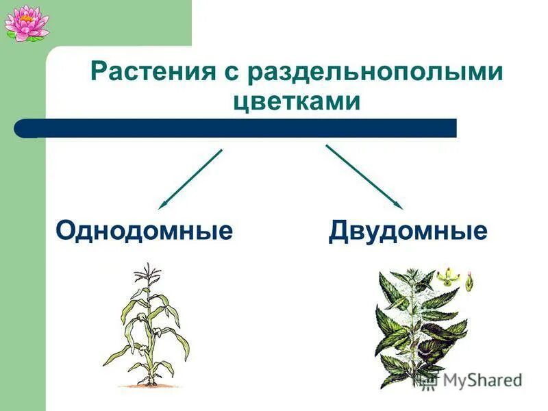 Обоеполые однодомные двудомные