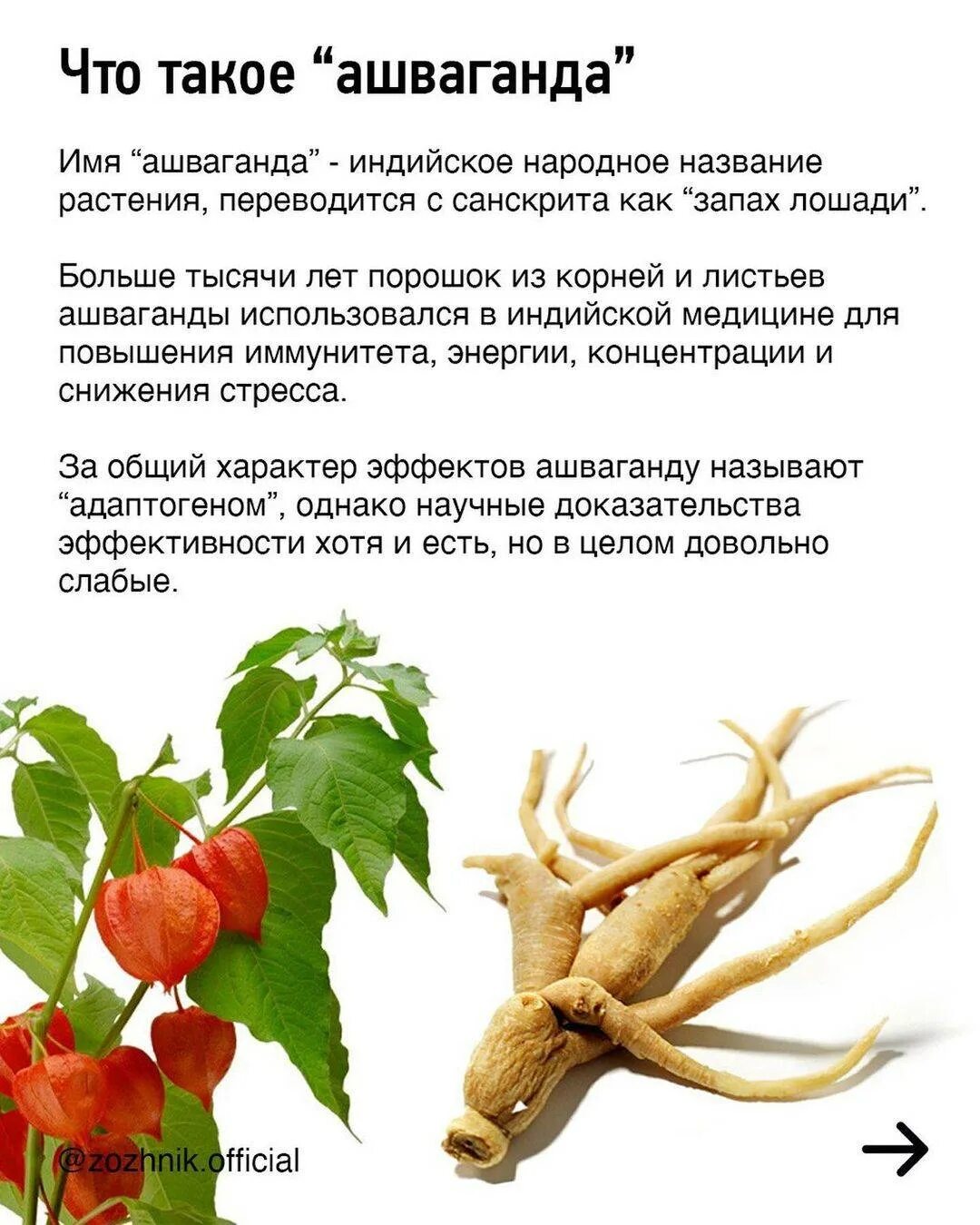 Ашваганда что это и для чего. Ашваганда адаптоген. ашваганда для женщин. ашваганда растение. ашваганда для мужчин.