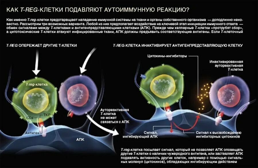 Регуляторные т клетки. T reg клетки. Т клетки подавляющие иммунные реакции. Регуляторные иммунные клетки. Регуляторные клетки функции.