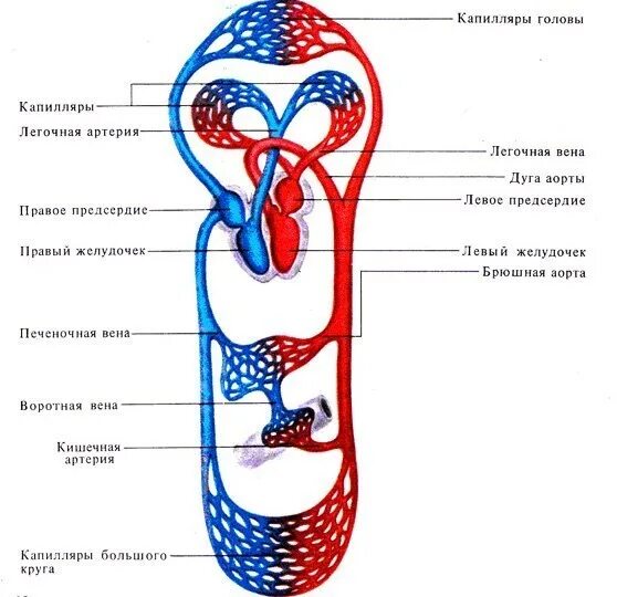 3 отдела кровообращения. Большой и малый круг кровообращения схема. Кровеносные сосуды малого круга кровообращения. Схема малый круг кровообращения человека 8 класс биология. Схема кровообращения человека 8 класс биология.