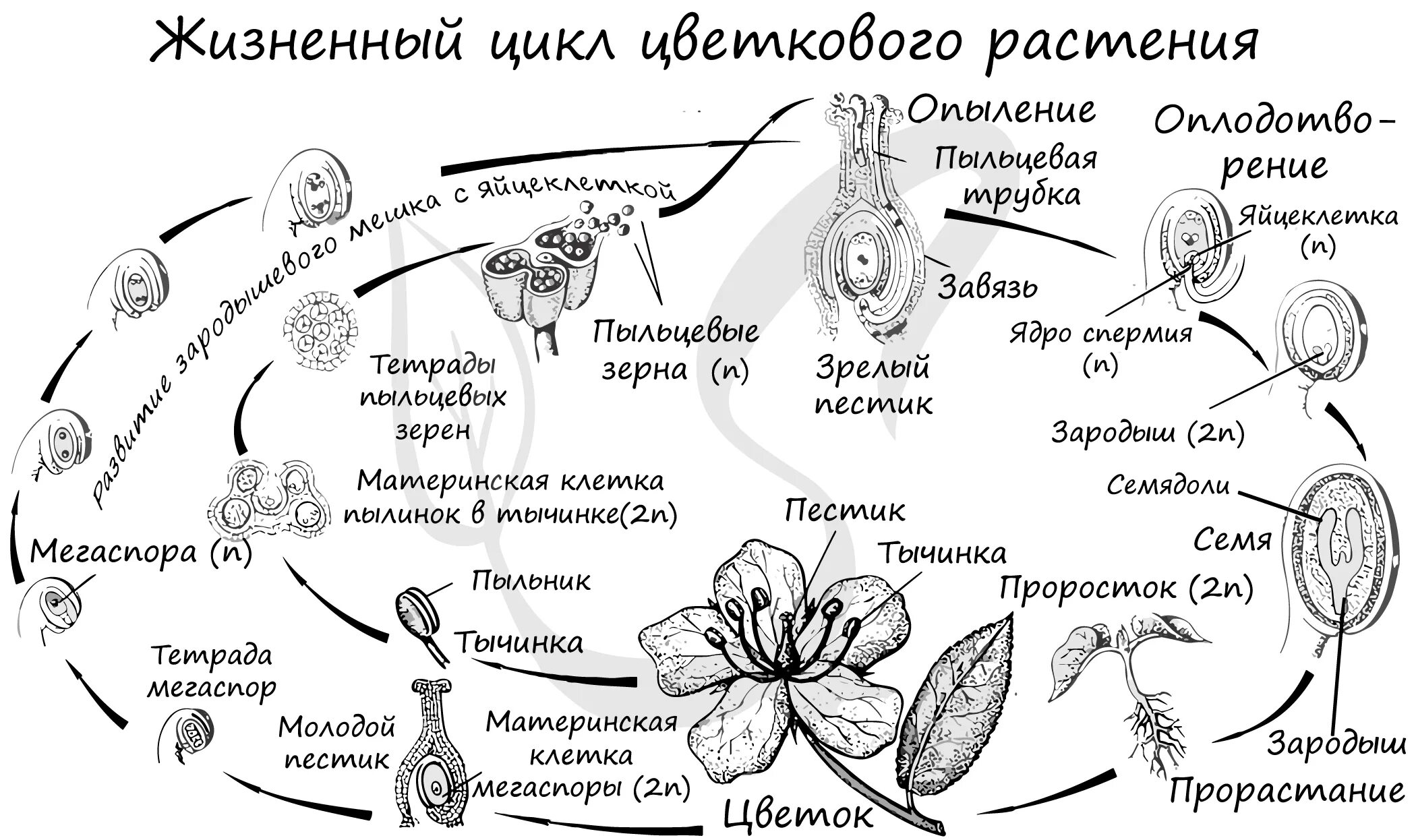 Размножение покрытосеменных растений схема. Цикл развития покрытосеменных растений схема. Схема цикла размножения покрытосеменных. Жизненный цикл покрытосеменных растений схема.
