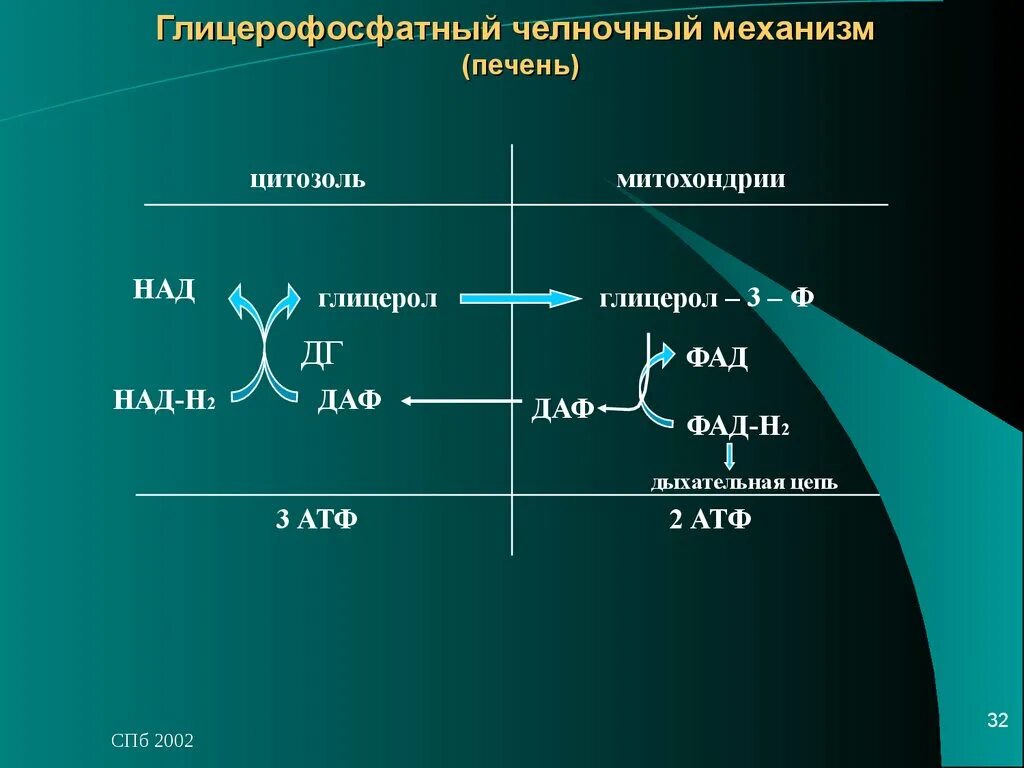 Печень атф. Глицерофосфатный челночный механизм. Глицерол 3 фосфатный челночный механизм. Фосфоглицератный челночный механизм. Малат аспартатный и глицерофосфатный челночный механизм.