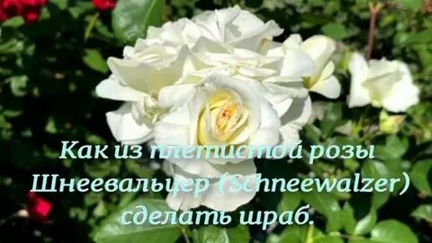 Как из плетистой сделать шраб