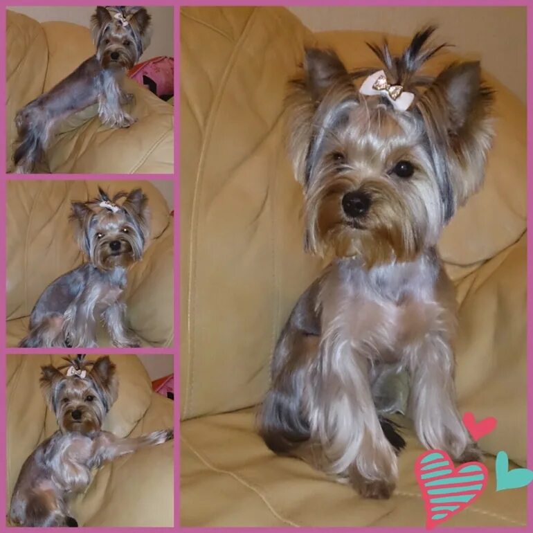 йоркширский терьер седящива. вязка собачек йорков. метис таксы и йорка. йоркширский терьер свести. вязка йоркширского терьера.