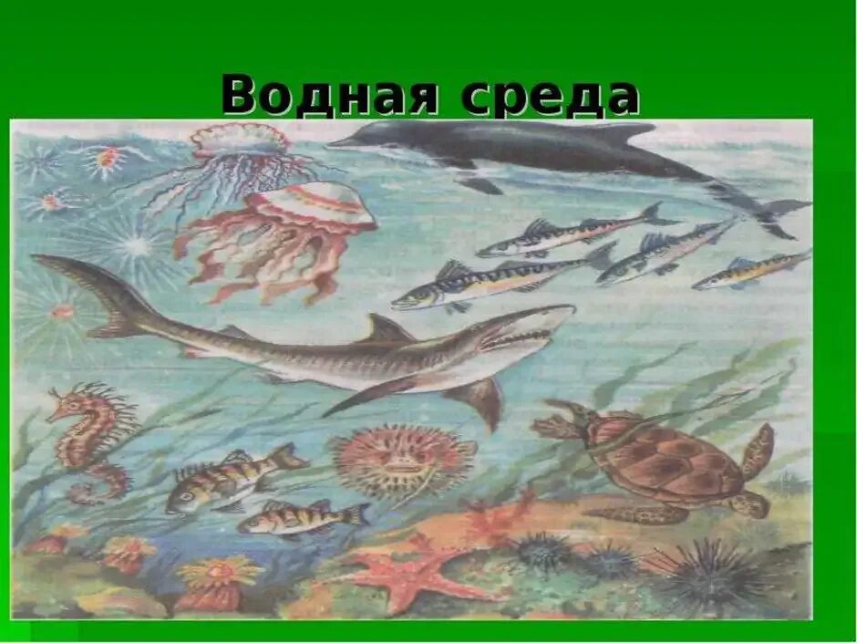 Доклад про водную среду. Водная среда. Обитатели водной среды обитания. Животные водной среды. Водная среда примеры.
