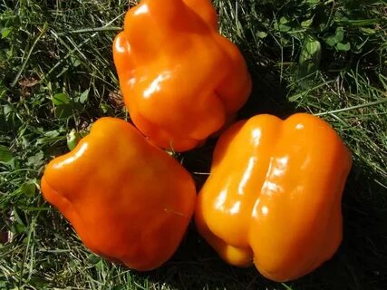 Orange bells