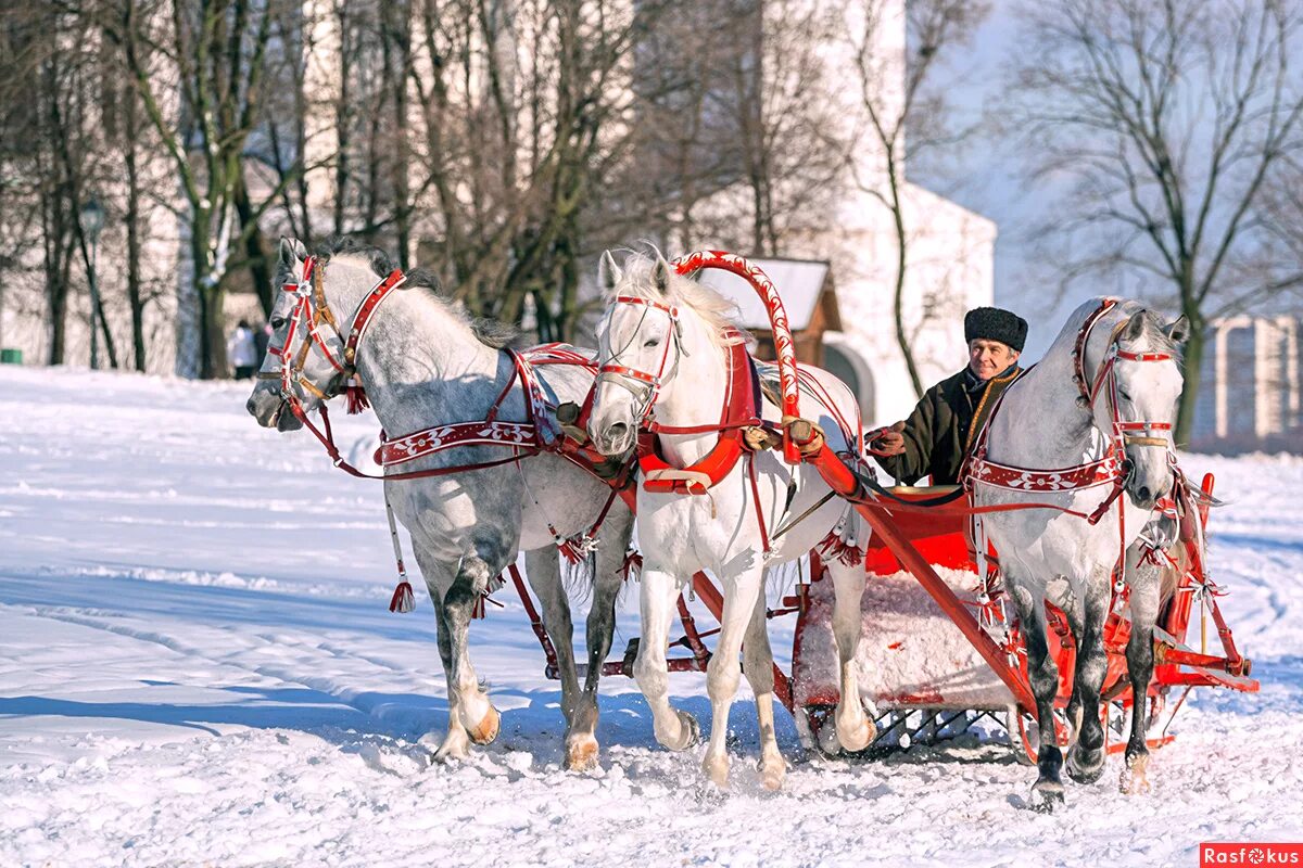 Звон тройки. Конная упряжка тройка. Тройка коней. Русская тройка. Лошадь в упряжке.