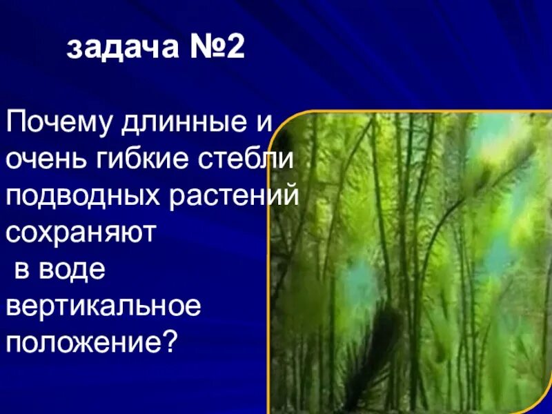 Почему длинный. Гибкий стебель. Воздух в стеблях подводных растений. Меж подводных стеблей Бальмонт. Функции воздуха у подводных растений.