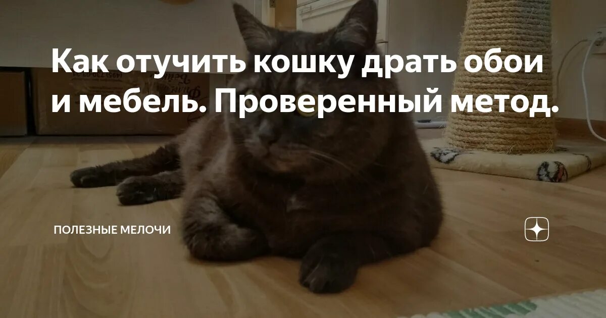 Как отучить кошку драть обои. Как отучить кошку драть обои