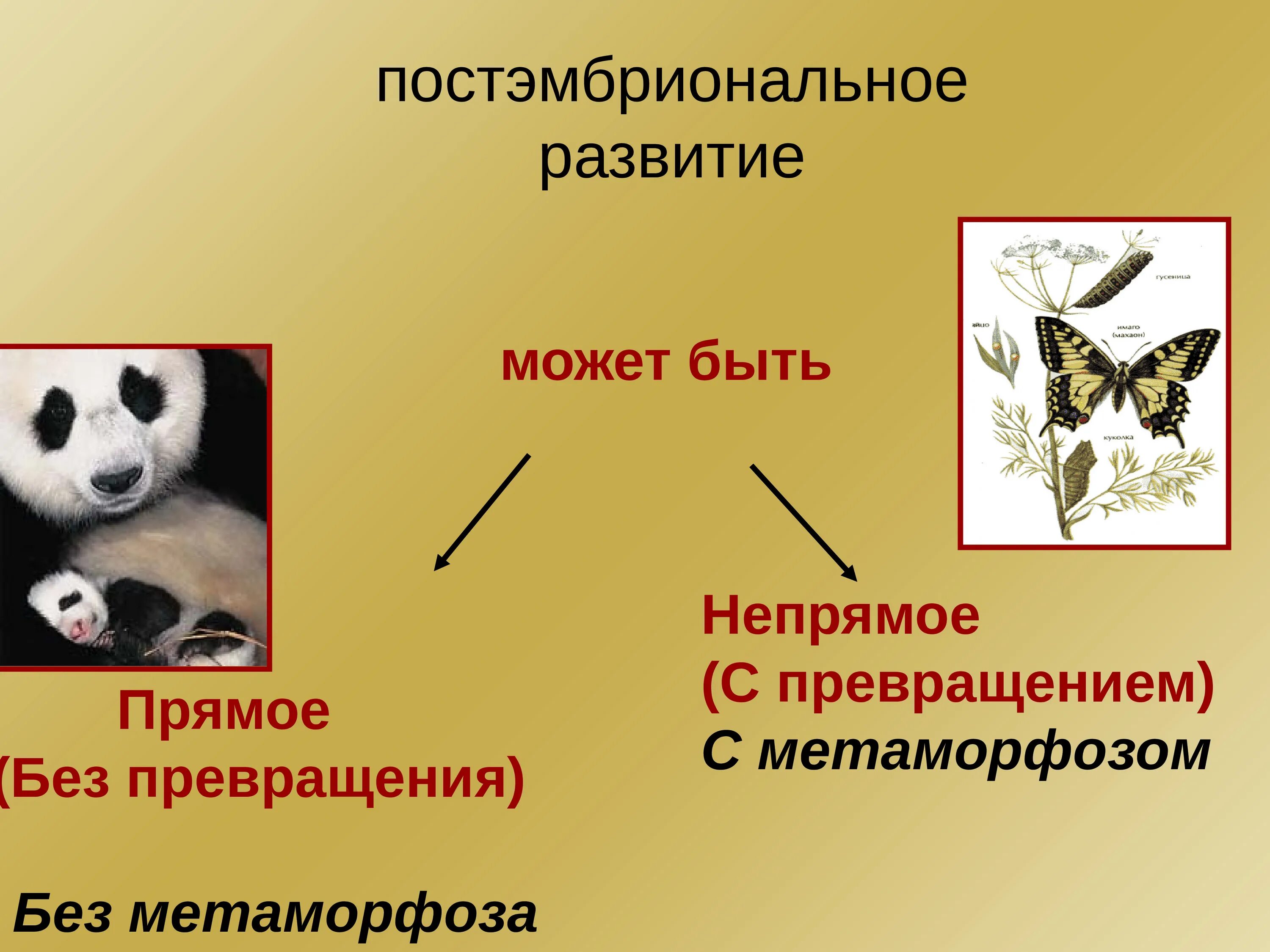 Постэмбриональное развитие млекопитающих. Развитие с метаморфозом и прямое. Типы развития прямое и Непрямое. Типы постэмбрионального развития.