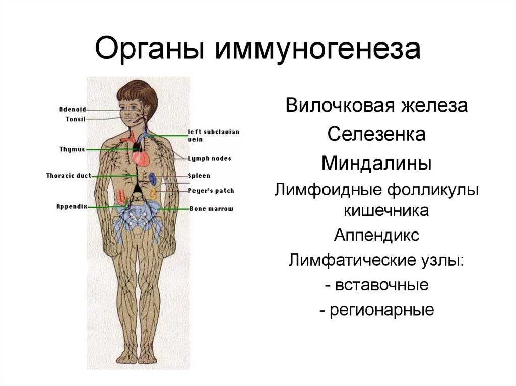 Органы кроветворения и иммуногенеза. Органы иммуногенеза. Центральные органы иммуногенеза. Гемопоэз лекция. Центральные органы иммунной системы таблица.