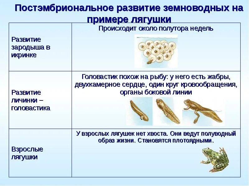 Размножение строение земноводных. Схема развития земноводных биология 7 класс. Стадии личинок развитие лягушки. Стадии развития земноводных 7 класс биология. Размножение и развитие лягушки таблица.