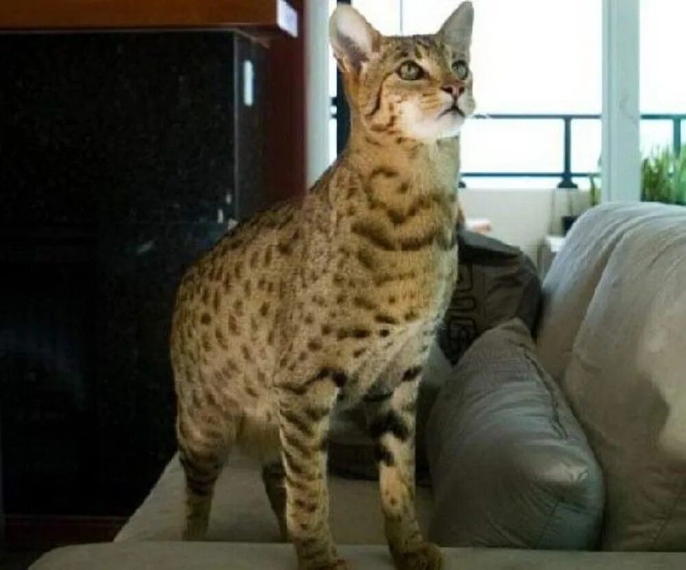 Названия крупных кошек. Ашера кошка леопард. Мейн кун Ашера. Порода кошек Ашера. Большие кошки Ашера.