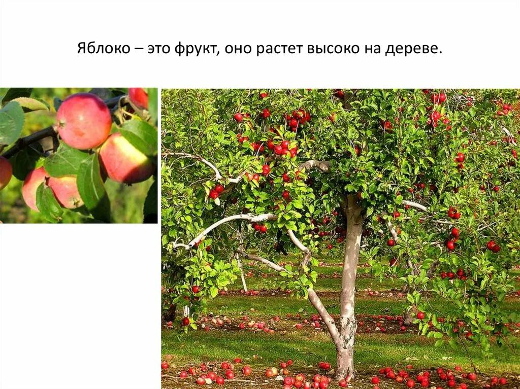 Расти расти яблонька. Яблоко растет на дереве. Какие фрукты растут на деревьях. Как растут яблоки. Где растет яблоня.