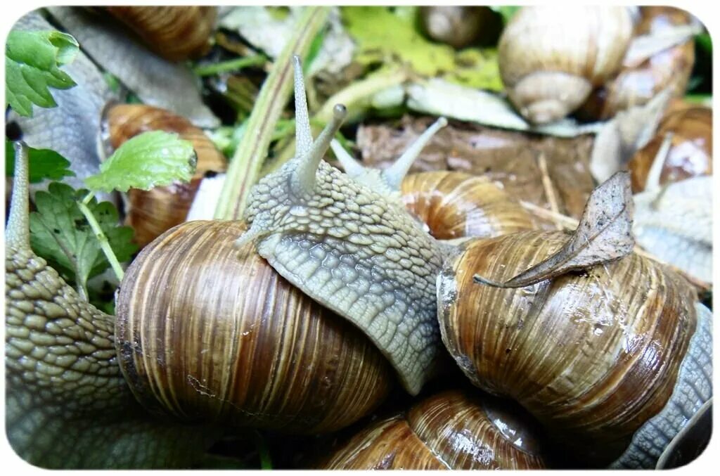 Helix pomatia виноградная улитка. Helix aspersa улитка. Ахатина виноградная. Helix pomatia виноградная улитка. Улитка хеликс.