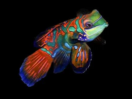 Colorful fish