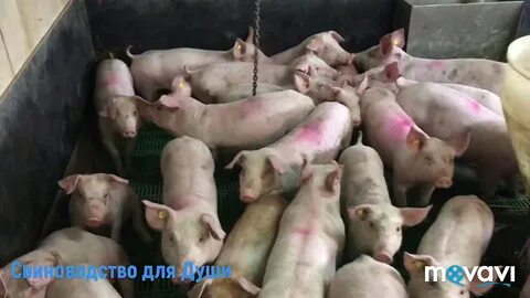 30 поросят