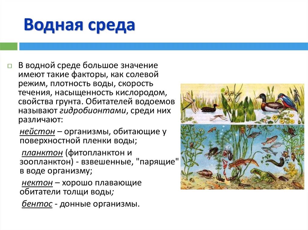 Адаптации водная среда жизни. Водная среда обитания. Примеры организмов водной среды. Организмы обитающие в водной среде. Водная среда примеры.