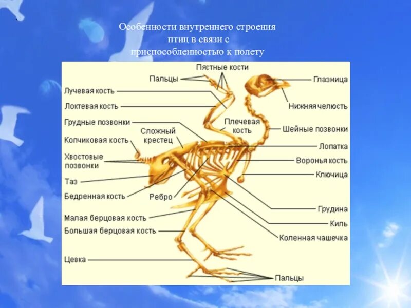 Внутреннее строение птиц в связи с полетом. Внутреннее строение птиц система органов. Системы органов птиц 7 класс биология. Особенности внутреннего строения птиц. Особиности строения " птиц".